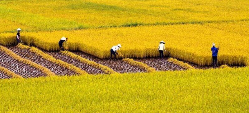 mơ thấy gặt lúa